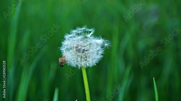 Obraz dandelion in grass