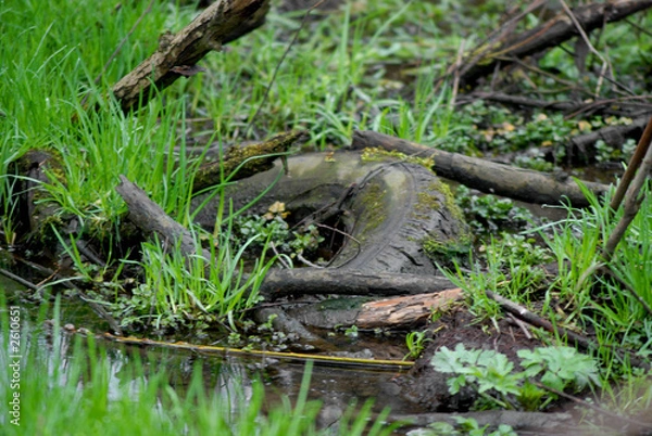Obraz old tyre in puddle