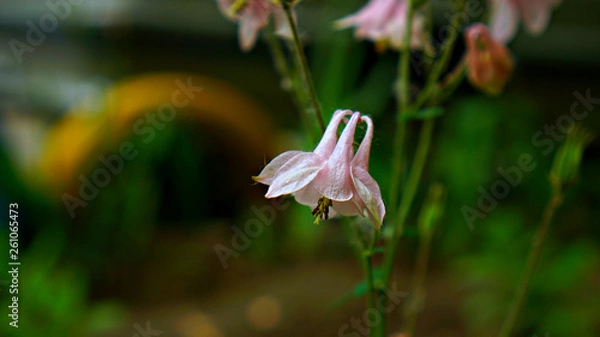Obraz flower in garden