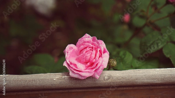 Obraz pink rose 
