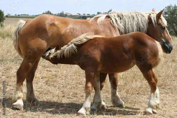 Obraz poulain jument tétée