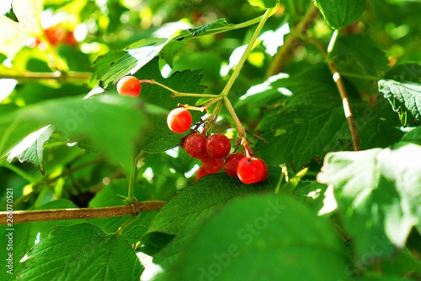 Obraz cherries on tree