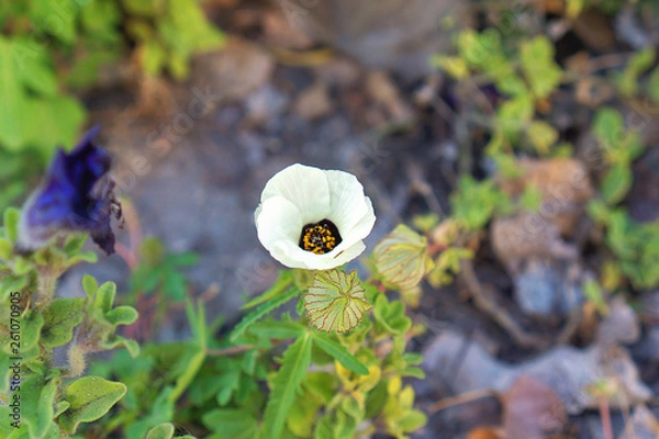 Obraz flower in the garden