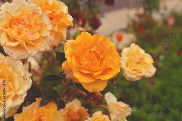 Obraz orange flowers