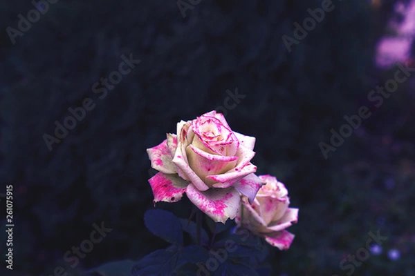 Obraz pink rose