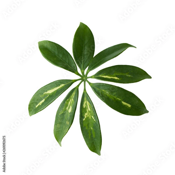 Obraz Leaf of tropical schefflera plant on white background