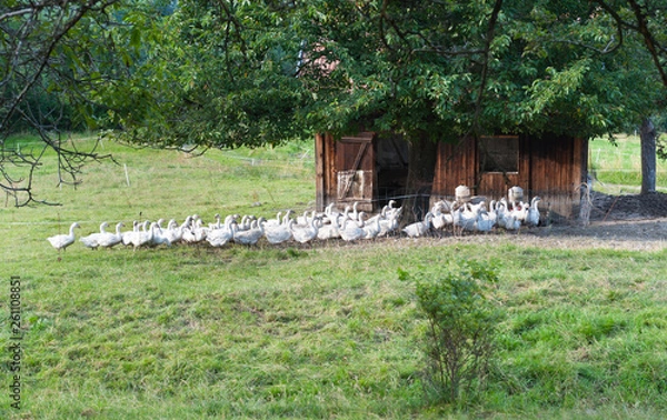 Fototapeta White geese at the countryside