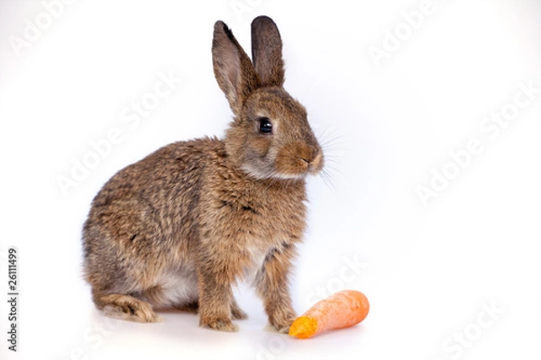 Obraz Cute little bunny