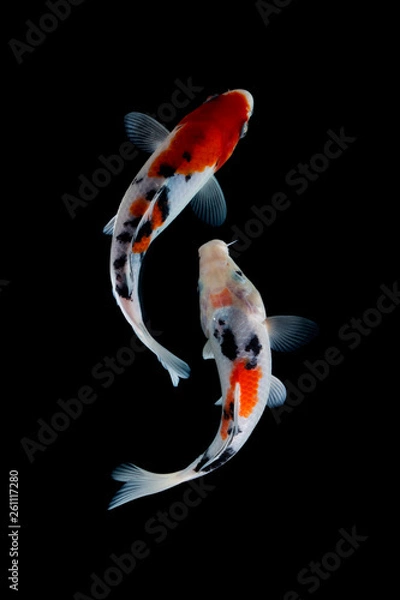 Obraz Koi fish showa Black background