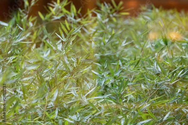 Obraz PFlanzen strauch