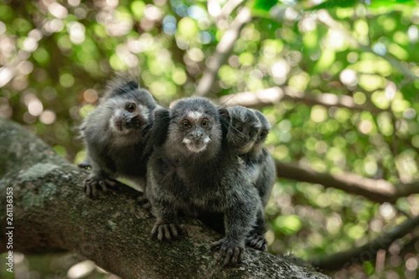 Obraz Monkey Family with two Babies