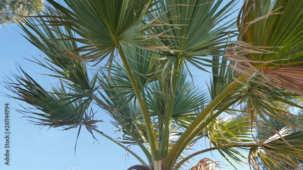 Obraz Sun Palm