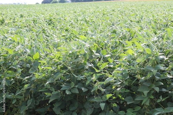 Fototapeta Soybean Field
