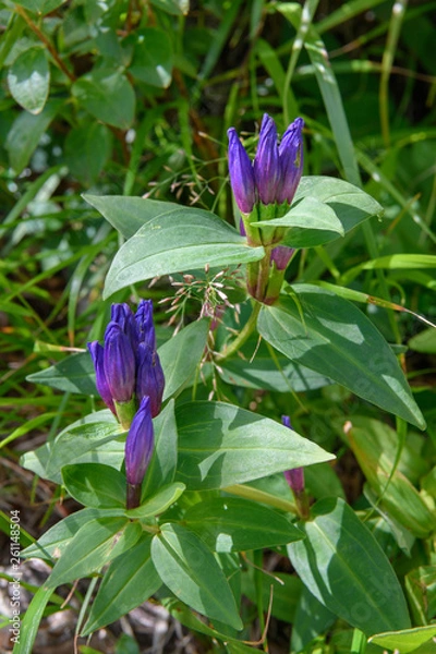 Fototapeta オヤマリンドウ