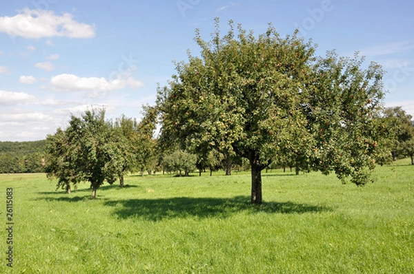 Fototapeta baden württenberg, alberi da frutta nei campi #1
