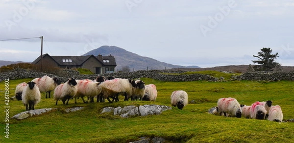 Obraz Herd of sheep on a grass hillside. Rural farmland in the west of Ireland. Connemara National Park, County Galway, Ireland