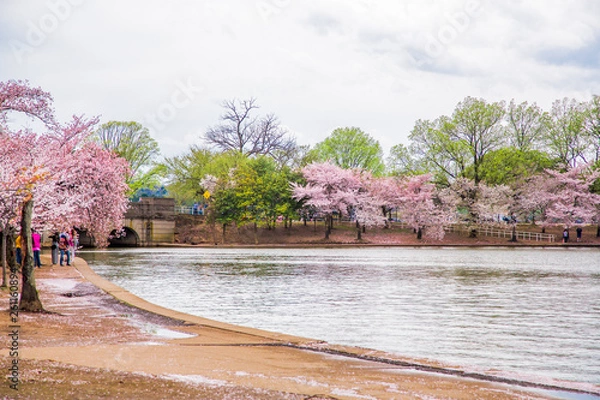 Fototapeta Washington DC, bloom Sakura