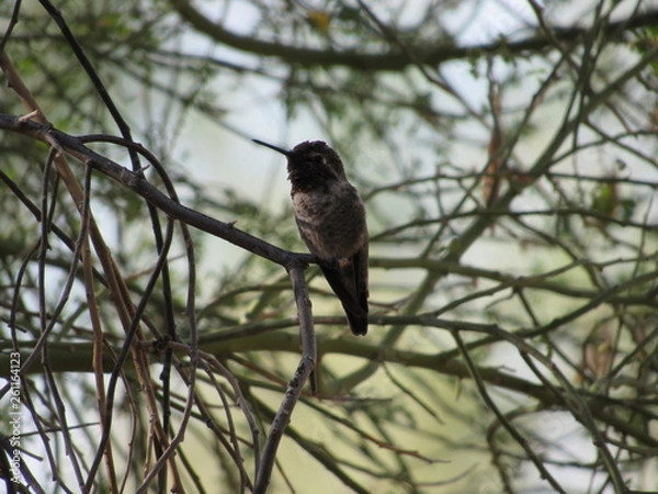Fototapeta Male Anna's Hummingbird sitting in the shade on a tree branch in Scottsdale, Arizona 