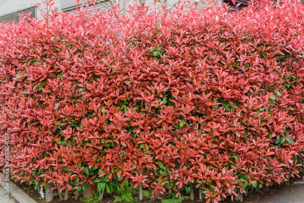 Fototapeta ベニカナメモチの生け垣