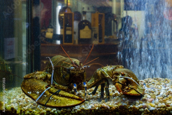 Fototapeta seafood on a display window in Lisbon