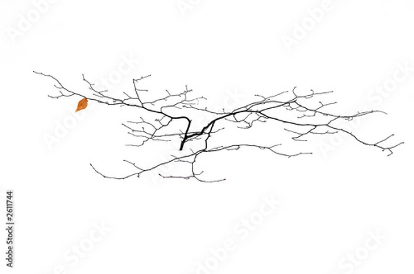 Fototapeta a small tree in winter with lonesom leaf