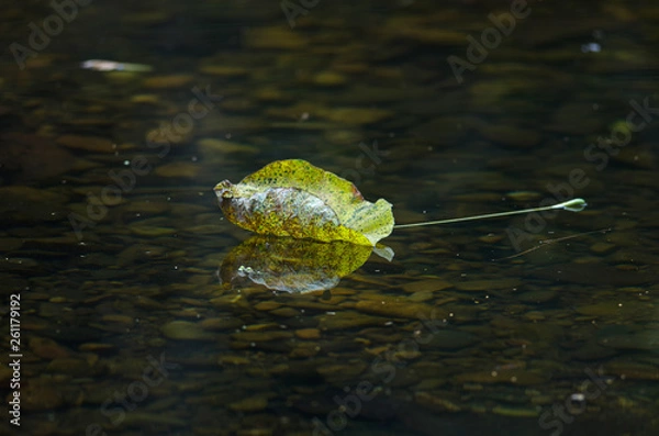 Fototapeta Autumn leaf floating in a stream