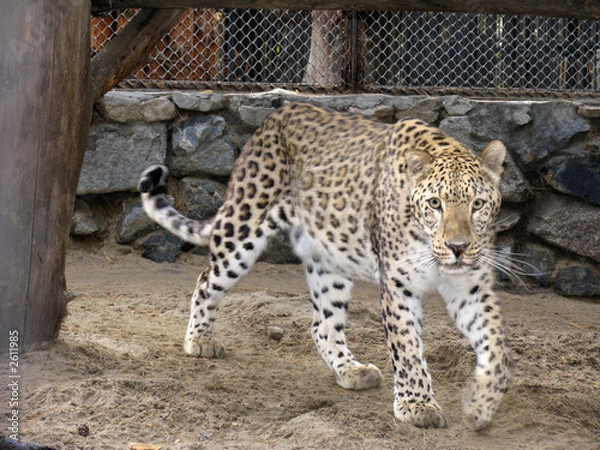 Obraz persian leopard
