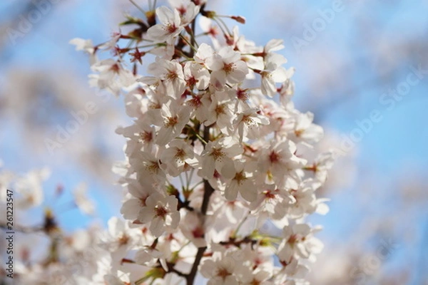 Obraz 晴れた日の桜の花