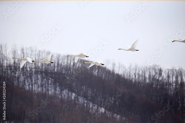 Obraz Flying Swan Flock
