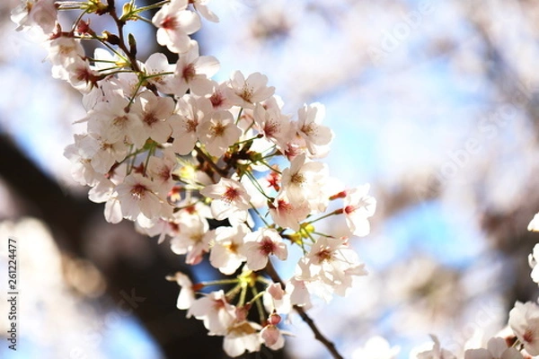 Obraz 晴れた日の桜の花