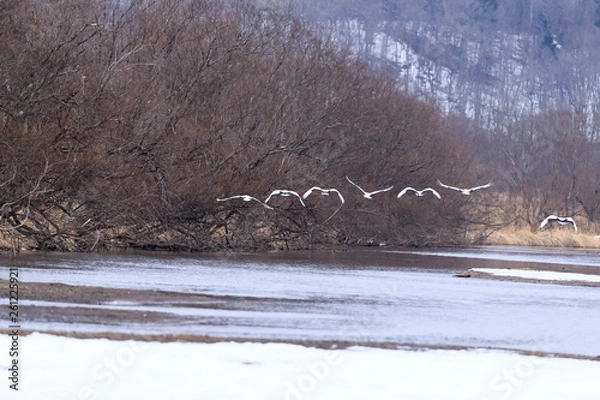 Obraz Flying Crane in Kushiro