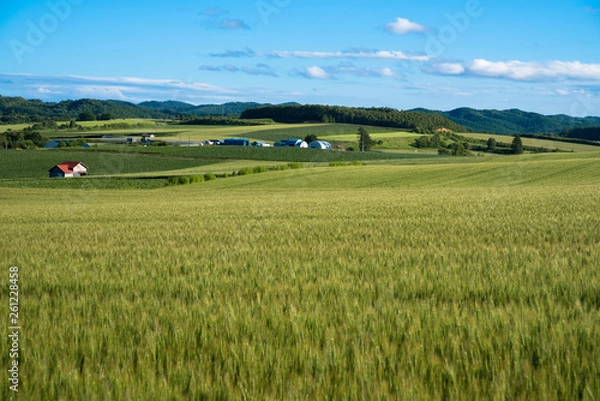 Fototapeta 田園風景が広がる夏の北海道
