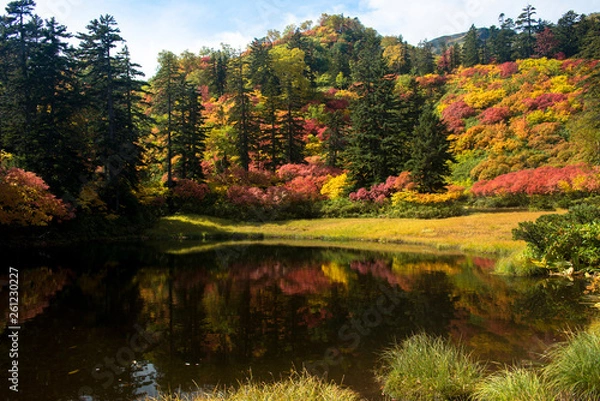 Fototapeta 大雪山高原沼の秋
