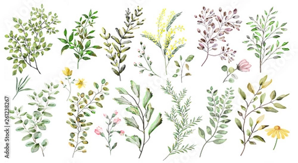 Obraz Akwarela ilustracja. Kolekcja botaniczna. Zestaw ziół dzikich i ogrodowych. Kwiaty, liście, gałęzie i inne naturalne elementy. Wszystkie zdjęcia na białym tle.