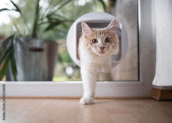 Fototapeta cream tabby maine coon cat passing through cat flap in the window