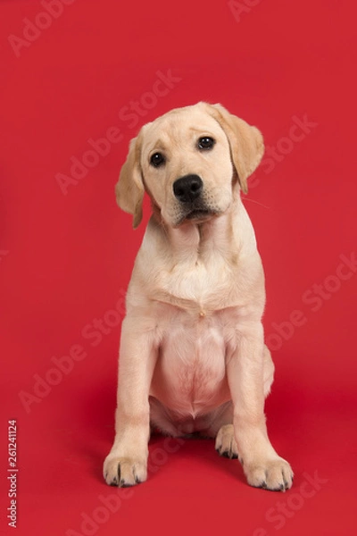 Fototapeta Blond labrador retriever sitting on a red background