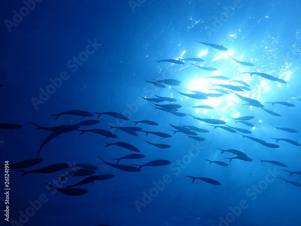Obraz 逆光の中を泳ぐ魚群