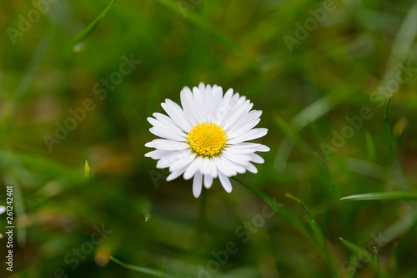 Obraz samotna stokrotka kwitnąca w trawie