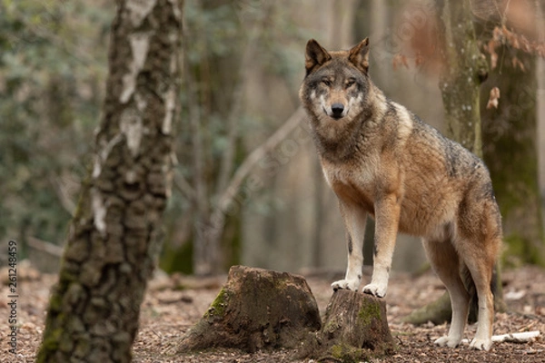 Obraz Grey wolf in the forest
