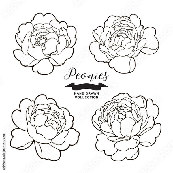 Obraz Peony flowers outlines. Hand drawn flowers isolated on white background. Floral elements vector illustration.