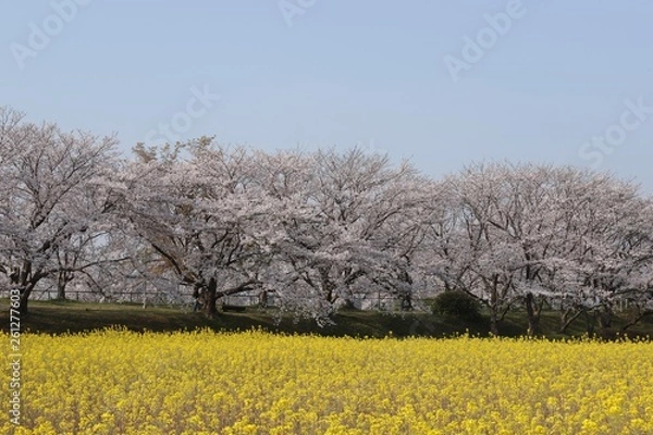 Obraz 藤原京　桜と菜の花の競演