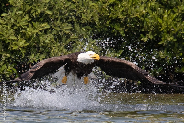 Fototapeta Close up of one Bald Eagle springing up from the Gulf Intracoastal Waterway near Englewood, Florida, after trying to catch a fish