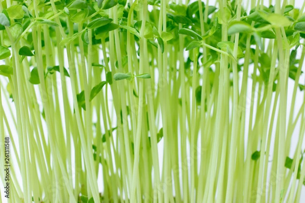 Obraz pea sprout with white background.