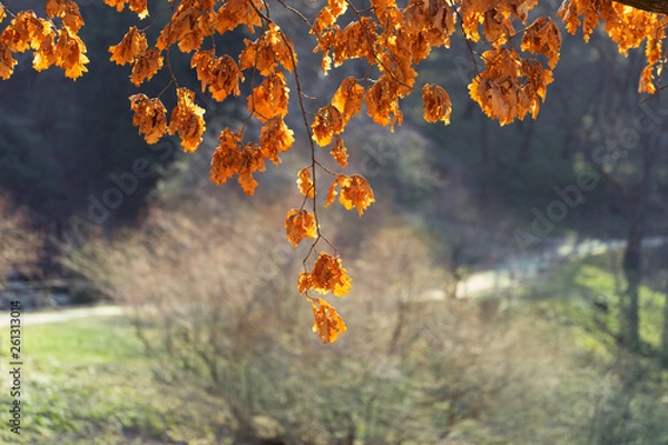 Fototapeta Old yellow oak leaves on the branches. Spring, early April