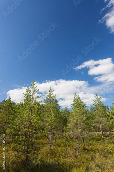 Fototapeta Small pine trees in marsh