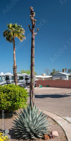 Obraz Huachuca Agave