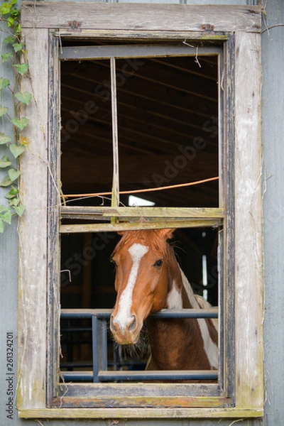 Obraz Horse in the stable window