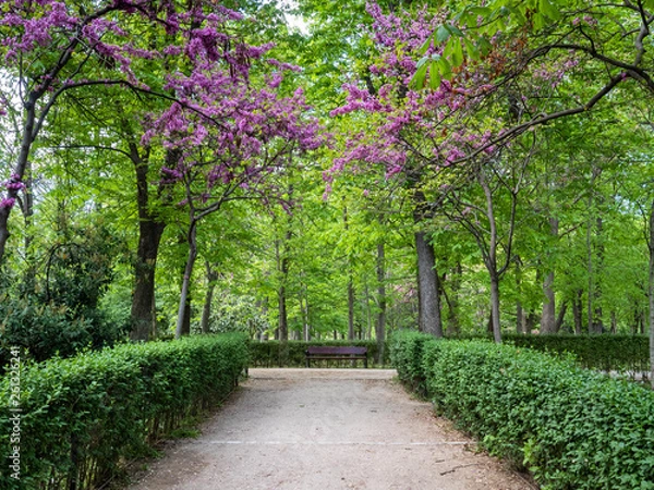 Fototapeta Trees with flowers and a bench in lush park