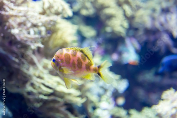 Fototapeta Blurry photo of small colorful fishes in a coral reefs in a sea aquarium