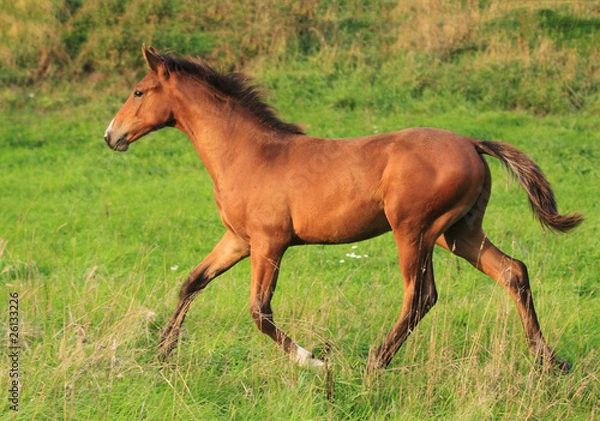 Obraz Fohlen im Trab